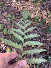 Anchistea virginica image