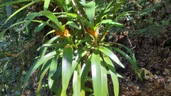 Maxillaria elatior