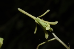 Epidendrum robinson-galindoi