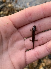 Desmognathus folkertsi