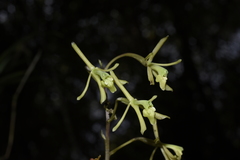 Epidendrum robinson-galindoi