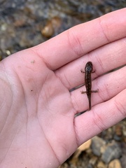 Desmognathus folkertsi