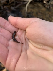 Desmognathus folkertsi