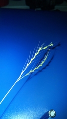 Neostapfiella
