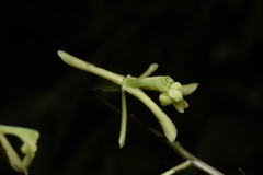 Epidendrum robinson-galindoi