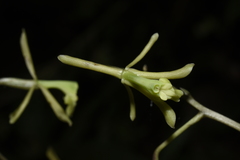 Epidendrum robinson-galindoi