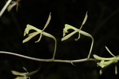 Epidendrum robinson-galindoi