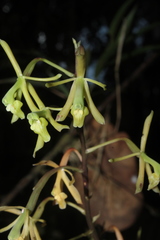 Epidendrum robinson-galindoi