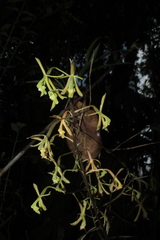 Epidendrum robinson-galindoi