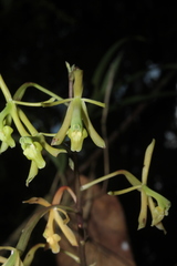 Epidendrum robinson-galindoi