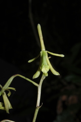 Epidendrum robinson-galindoi