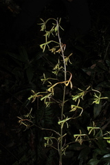 Epidendrum robinson-galindoi