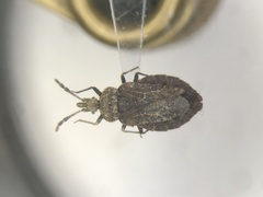 Aradus approximatus