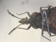 Aradus approximatus