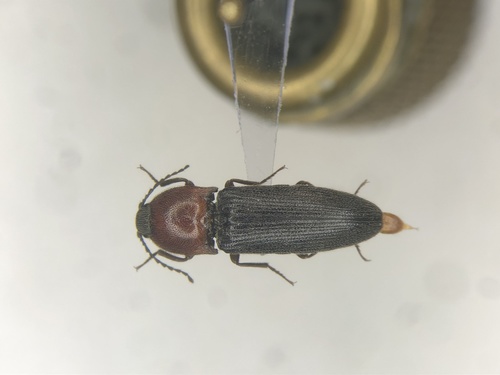 Melanotus leonardi