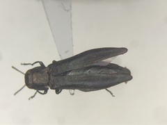 Agrilus amelanchieri