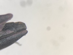 Agrilus amelanchieri