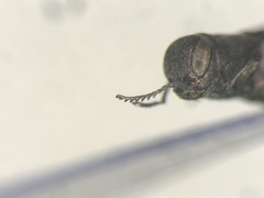 Agrilus amelanchieri