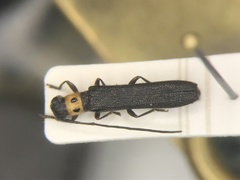 Oberea perspicillata