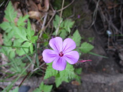 Geranium yeoi