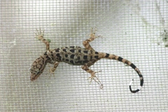 Gonatodes concinnatus