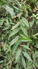 Lasiacis ruscifolia