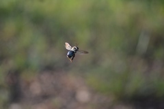 Xylocopa virginica texana