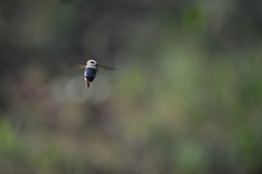 Xylocopa virginica texana