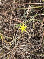 Hypoxis juncea