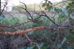 Troglodytes sissonii