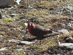 Carpodacus