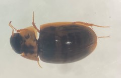 Enochrus pygmaeus pectoralis