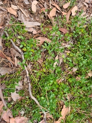 Opercularia ovata