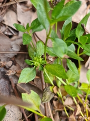 Opercularia ovata