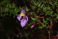 Monochaetum uribei