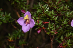 Monochaetum uribei