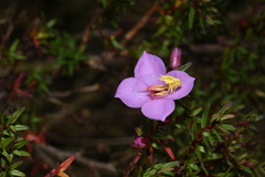 Monochaetum uribei