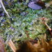 Calypogeia sphagnicola - Photo (c) 2013 Scot Loring,  זכויות יוצרים חלקיות (CC BY-NC)