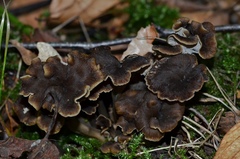 Craterellus sinuosus