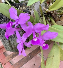 Guarianthe