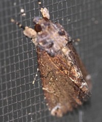 Ercheia dubia