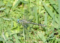 Gomphus simillimus