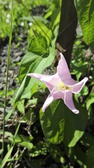 Calystegia sepium spectabilis