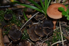 Craterellus sinuosus