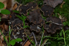 Craterellus sinuosus