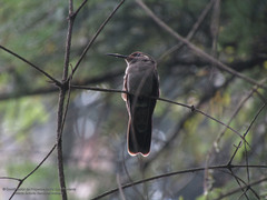 Lampornis amethystinus