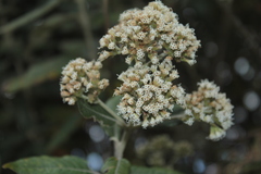 Ageratina asclepiadea
