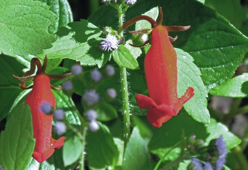 Seemannia nematanthodes