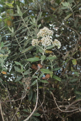 Ageratina asclepiadea