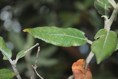 Ageratina asclepiadea